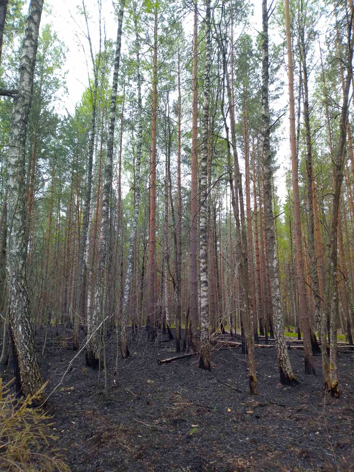 Фото пож Тонеж 1