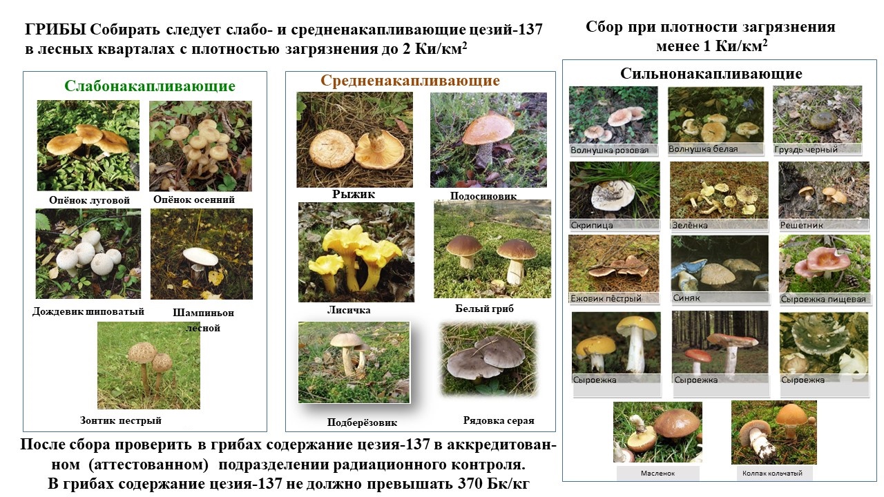 О сборе ягод сайт